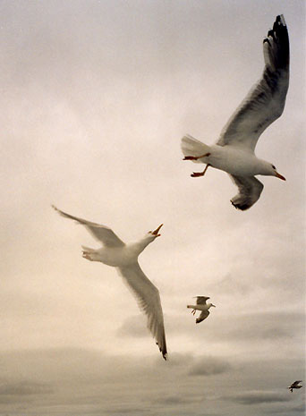 Bild83