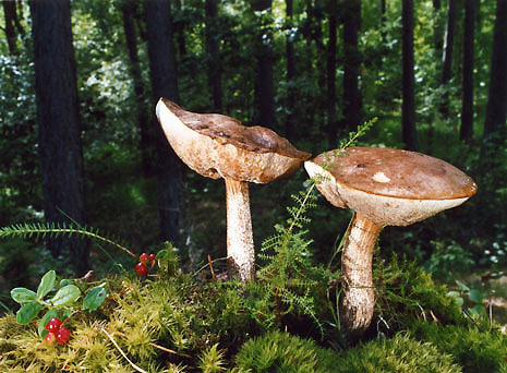 Bild89